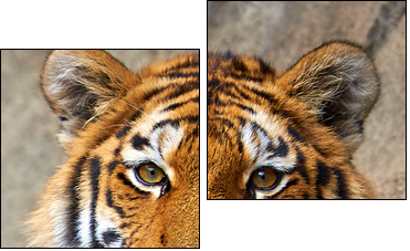 Tiger face up close  - Obraz dwuczęściowy, Dyptyk