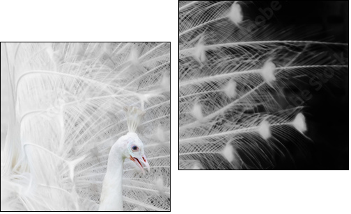 White peacock  - Obraz dwuczęściowy, Dyptyk