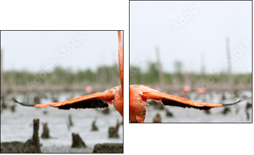 The American Flamingo (Phoenicopterus ruber)  - Obraz dwuczęściowy, Dyptyk