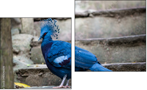 Victoria crowned pigeon. Exotic Bird Goura Victoria  - Obraz dwuczęściowy, Dyptyk