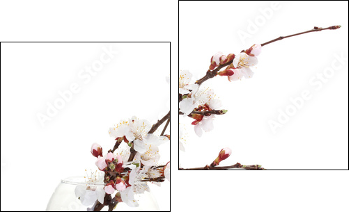 beautiful apricot blossom  in transparent vase isolated  - Obraz dwuczęściowy, Dyptyk