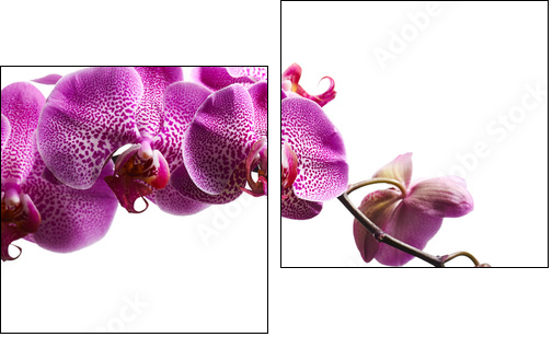 Purple orchid flowers isolated on white background  - Obraz dwuczęściowy, Dyptyk