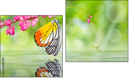 Painted Jezebel butterfly  - Obraz dwuczęściowy, Dyptyk