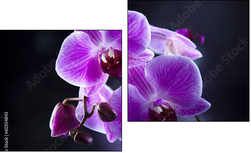 Orchid  - Obraz dwuczęściowy, Dyptyk