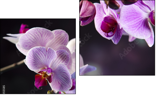 Beautiful orchids  - Obraz dwuczęściowy, Dyptyk