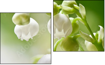 Delicate flowers on a branch of lily of the valley  - Obraz dwuczęściowy, Dyptyk