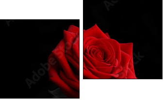 a rose from the darkness  - Obraz dwuczęściowy, Dyptyk