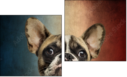 Close-up of a French Bulldog, on a vintage colored background  - Obraz dwuczęściowy, Dyptyk