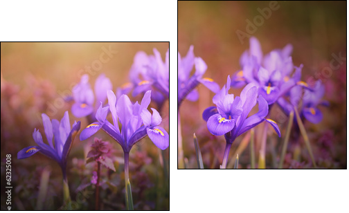 Iris flower bloom early spring  - Obraz dwuczęściowy, Dyptyk