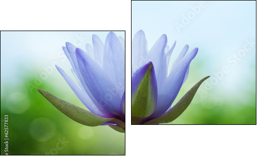Blue lotus on spring background  - Obraz dwuczęściowy, Dyptyk