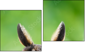 Waldohreule, Asio otus, PortrÃ¤t dieses Eulen Vogels  - Obraz dwuczęściowy, Dyptyk