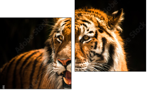 Beautiful tiger against dark background  - Obraz dwuczęściowy, Dyptyk