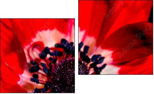 Anemone Detail  - Obraz dwuczęściowy, Dyptyk