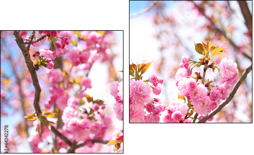 Sakura. Cherry Blossom in Springtime, Beautiful Pink Flowers  - Obraz dwuczęściowy, Dyptyk