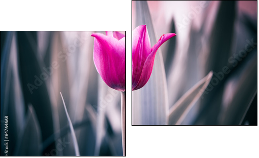 red tulip closeup  - Obraz dwuczęściowy, Dyptyk