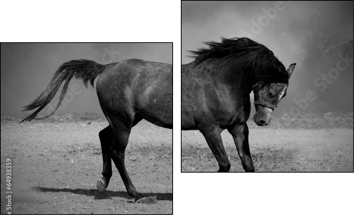 Galloping black horse  - Obraz dwuczęściowy, Dyptyk