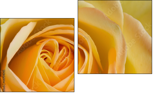 Close up image of orange and yellow rose  - Obraz dwuczęściowy, Dyptyk