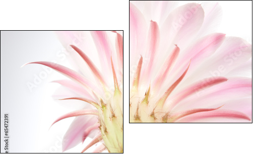 Light  pink cactus flower .  - Obraz dwuczęściowy, Dyptyk