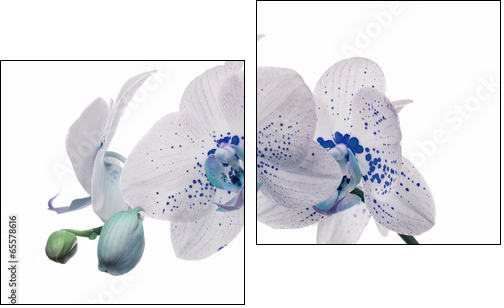 orchid flowers with large and small blue spots  - Obraz dwuczęściowy, Dyptyk