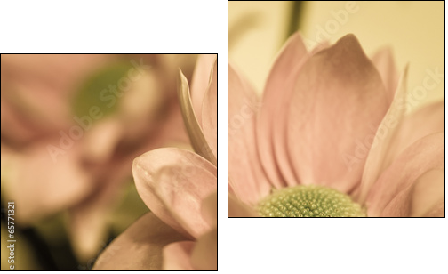 chrysanthemum flower  - Obraz dwuczęściowy, Dyptyk