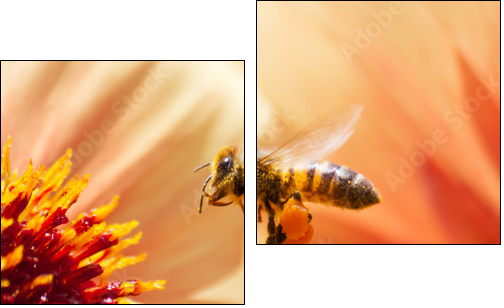 Honeybee  - Obraz dwuczęściowy, Dyptyk