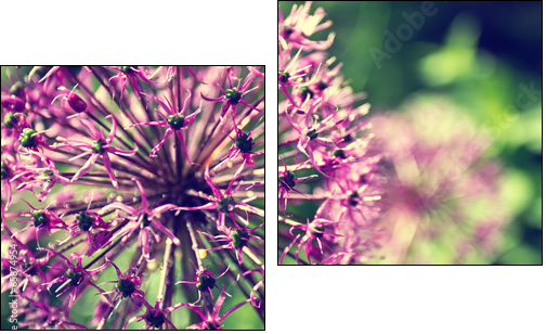 Blooming onion in a garden close up  - Obraz dwuczęściowy, Dyptyk