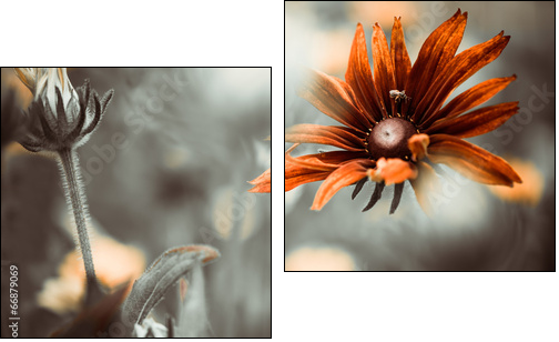 colorful flower  - Obraz dwuczęściowy, Dyptyk