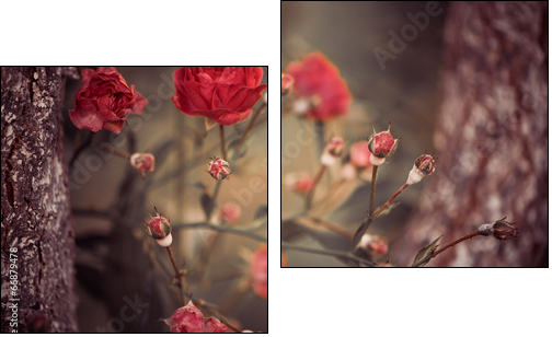 wild roses bush branches between tree branches  - Obraz dwuczęściowy, Dyptyk