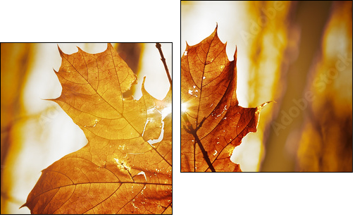 dry autumn leaf  - Obraz dwuczęściowy, Dyptyk