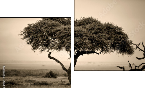 Lone acacia tree with gazelles in sepia  - Obraz dwuczęściowy, Dyptyk