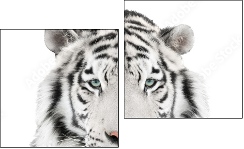 Isolated white tiger  - Obraz dwuczęściowy, Dyptyk