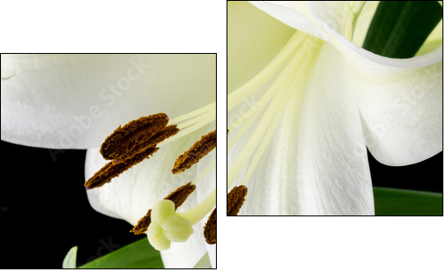 Close up of a beautiful white lily  - Obraz dwuczęściowy, Dyptyk