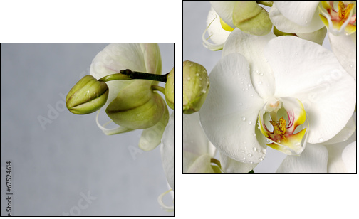 white orchids  - Obraz dwuczęściowy, Dyptyk