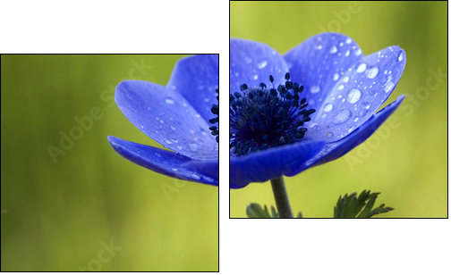 Błękit anemonu – kolory natury
 - Obraz dwuczęściowy, Dyptyk