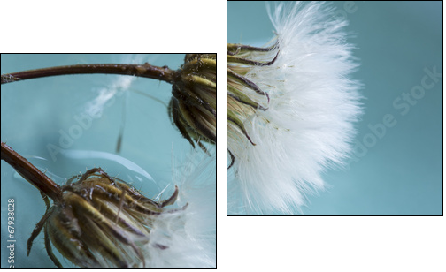 Dandelions  - Obraz dwuczęściowy, Dyptyk