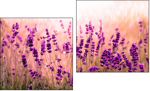 Lavendelfeld rot  - Obraz dwuczęściowy, Dyptyk