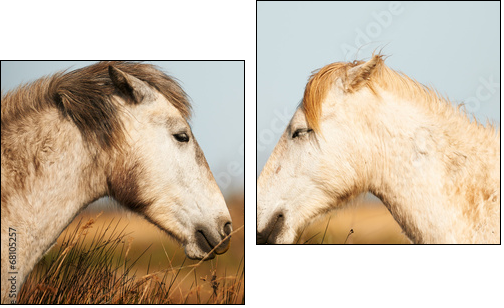 Two white horses of Camargue  - Obraz dwuczęściowy, Dyptyk