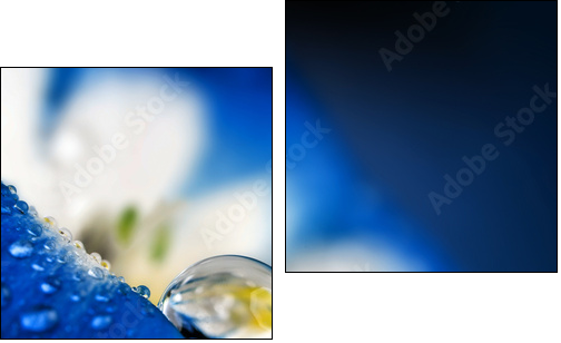 flower petal with drops  - Obraz dwuczęściowy, Dyptyk