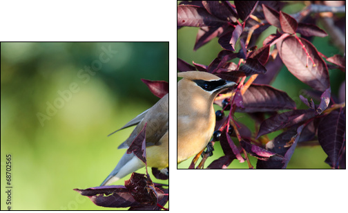 Cedar Waxwing  - Obraz dwuczęściowy, Dyptyk