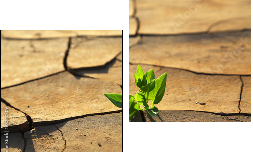 Plant growing through dry cracked soil  - Obraz dwuczęściowy, Dyptyk