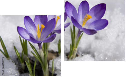 crocuses in snow  - Obraz dwuczęściowy, Dyptyk