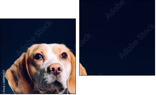 Portrait of a dog. Beagle. studio shot on dark background  - Obraz dwuczęściowy, Dyptyk