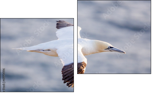 Northern gannet in flight, Cape St. Mary 's, Newfoundland  - Obraz dwuczęściowy, Dyptyk