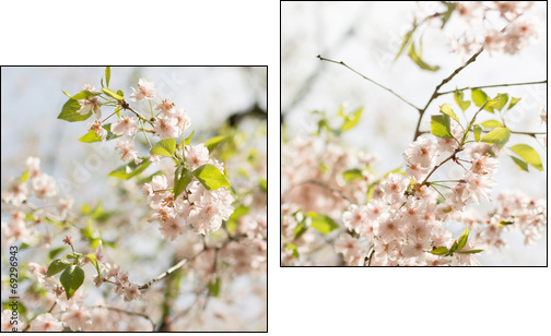 Close-up of sakura flower petals.  - Obraz dwuczęściowy, Dyptyk