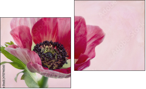 Closeup of anemone flower2  - Obraz dwuczęściowy, Dyptyk