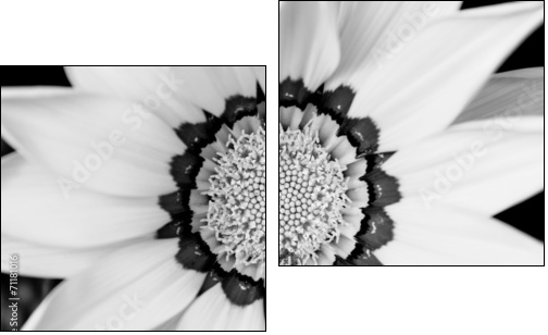 Closeup of bright yellow gazania flower  - Obraz dwuczęściowy, Dyptyk