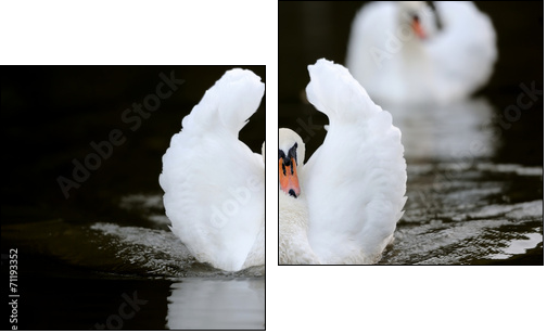 Swan in the lake  - Obraz dwuczęściowy, Dyptyk