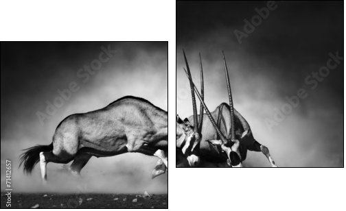 Gemsbok fight  - Obraz dwuczęściowy, Dyptyk