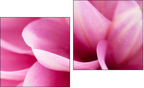 Pink dahlia close-up  - Obraz dwuczęściowy, Dyptyk