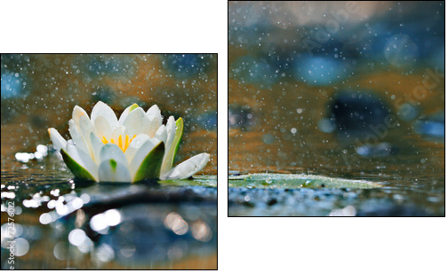 lily pads on the water  - Obraz dwuczęściowy, Dyptyk